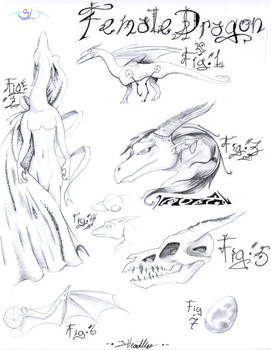 Female Dragon Basics