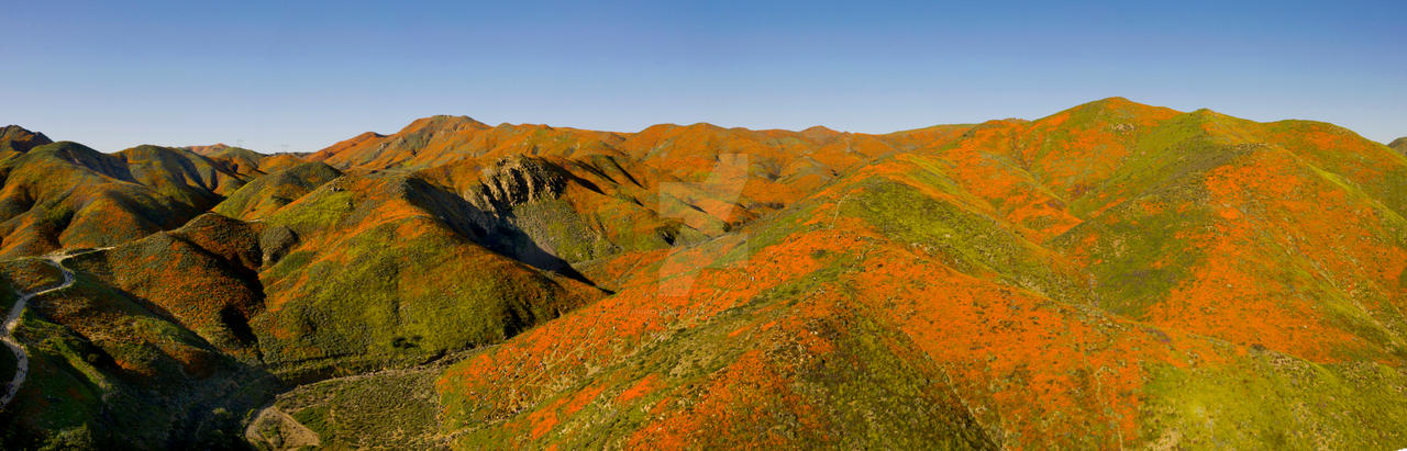 Walker Canyon - Poppy Fields