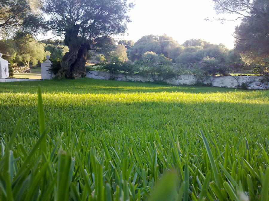 Lawn