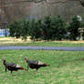 more wild turkies 2