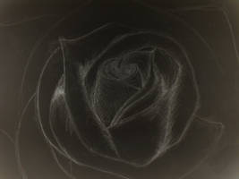 Black Rose