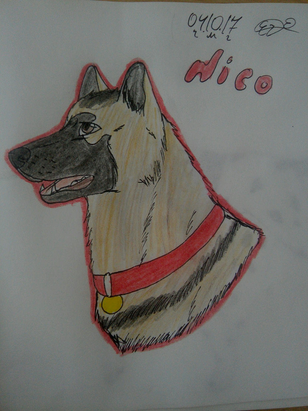 Nico german shepherd