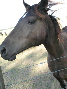 Prison horse Stock 67