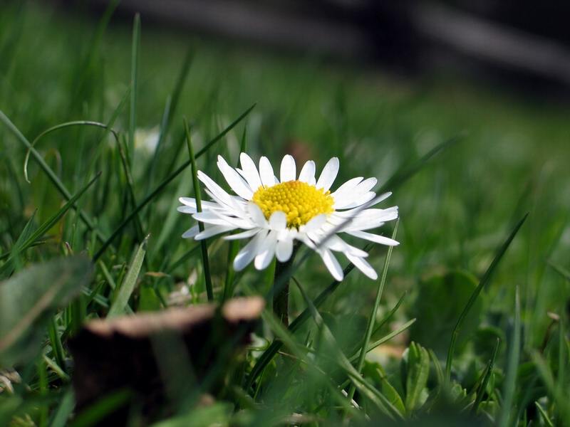 daisy - stoktotka