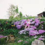 On The Flower Covered Hill