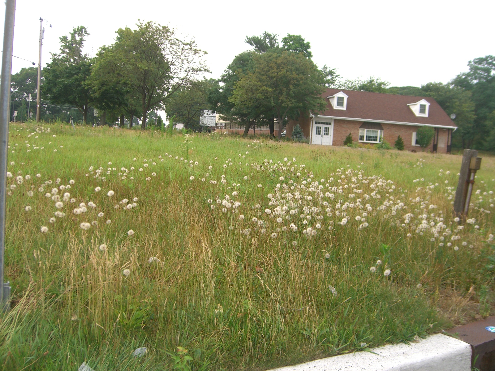 Weedy Yard Stock