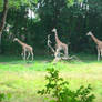 Giraffe Stock 1