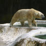 Polar Bear Stock