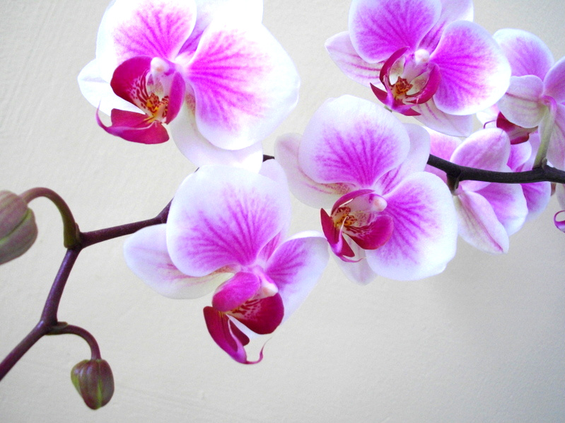 Pink Orchids