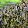 seaweed 2