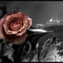 sharp rose