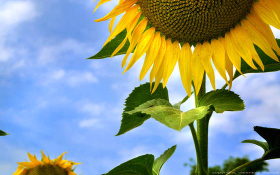 SunFlower Wallpaper