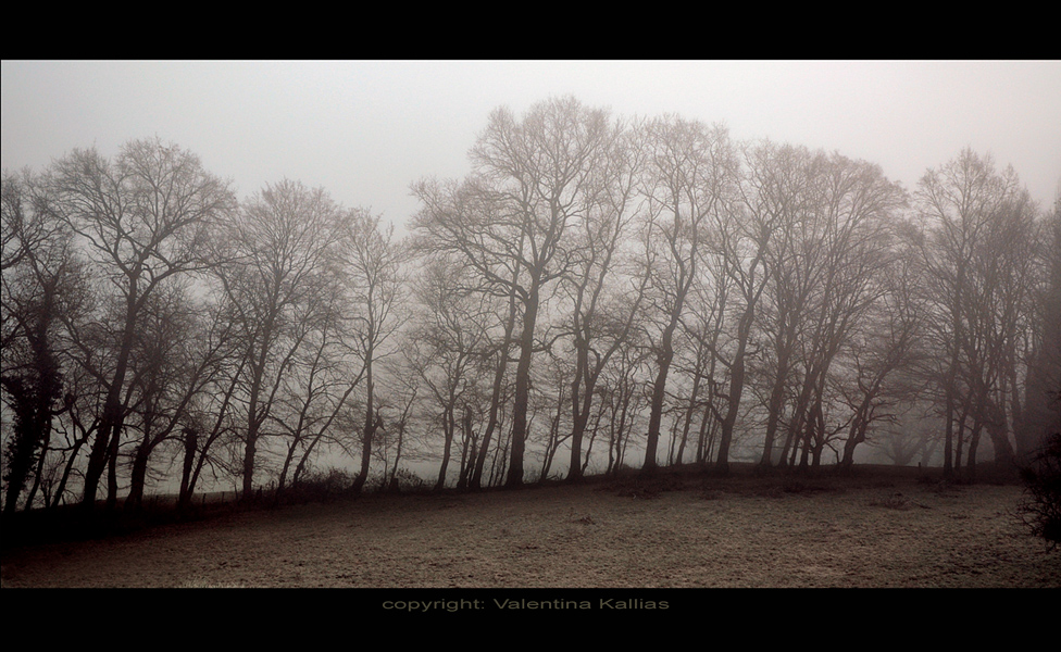 Army of trees