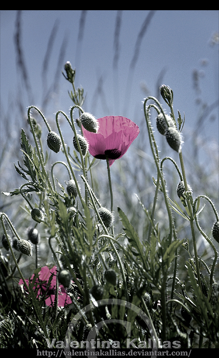 poppy cliche pic