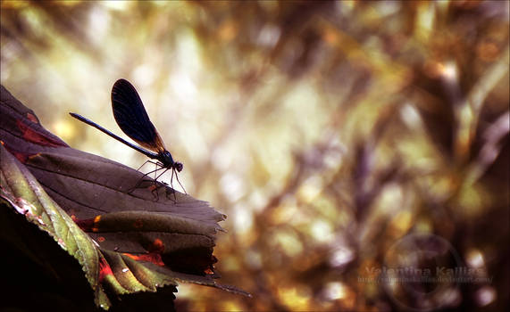 Dragonfly