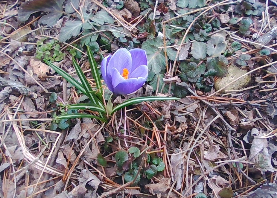 March Crocus by BlueBeaver25 on DeviantArt