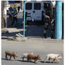 Violence routine in Rio 7