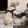 a soldier and his dog