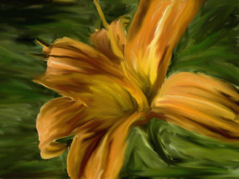 Daylily