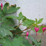 Bleeding hearts