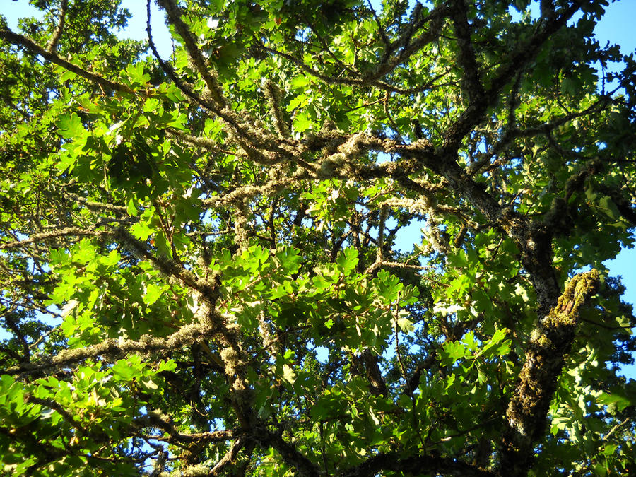 August Weather Tree A tree in August by Fuffley on DeviantArt