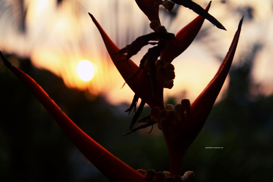 the perfect summer sunset by plastickheart