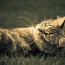 My Cat Rollin in Grass