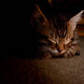 Hello Kitty Goodnite Kitty