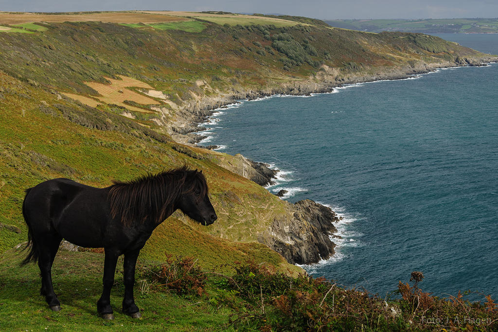 Wild Pony at Rame Head