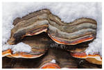 Mushrooms and Snow by joachim-hagen