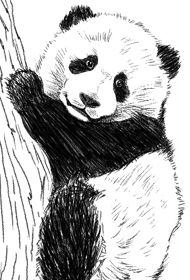 Baby Panda Drawing By Bennyby677 On Deviantart Baby Panda Drawing By Bennyby677 On Deviantart