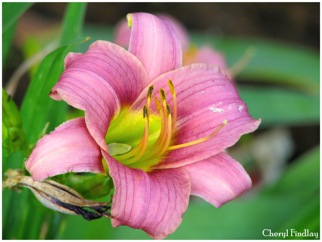 Pink Lily