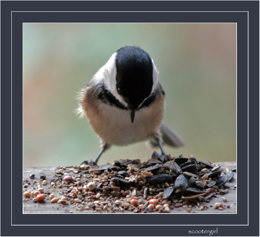 So Many Seeds, So Little Time