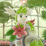 Rubber Shaymin Transformation - Once Like You