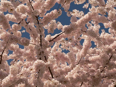 cherry blossoms