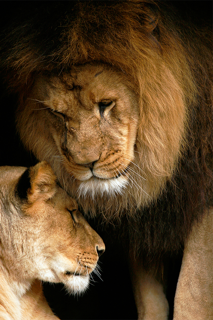 Loving Lions