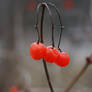 Red berries