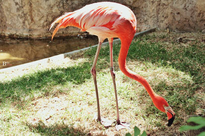 Flamingo'