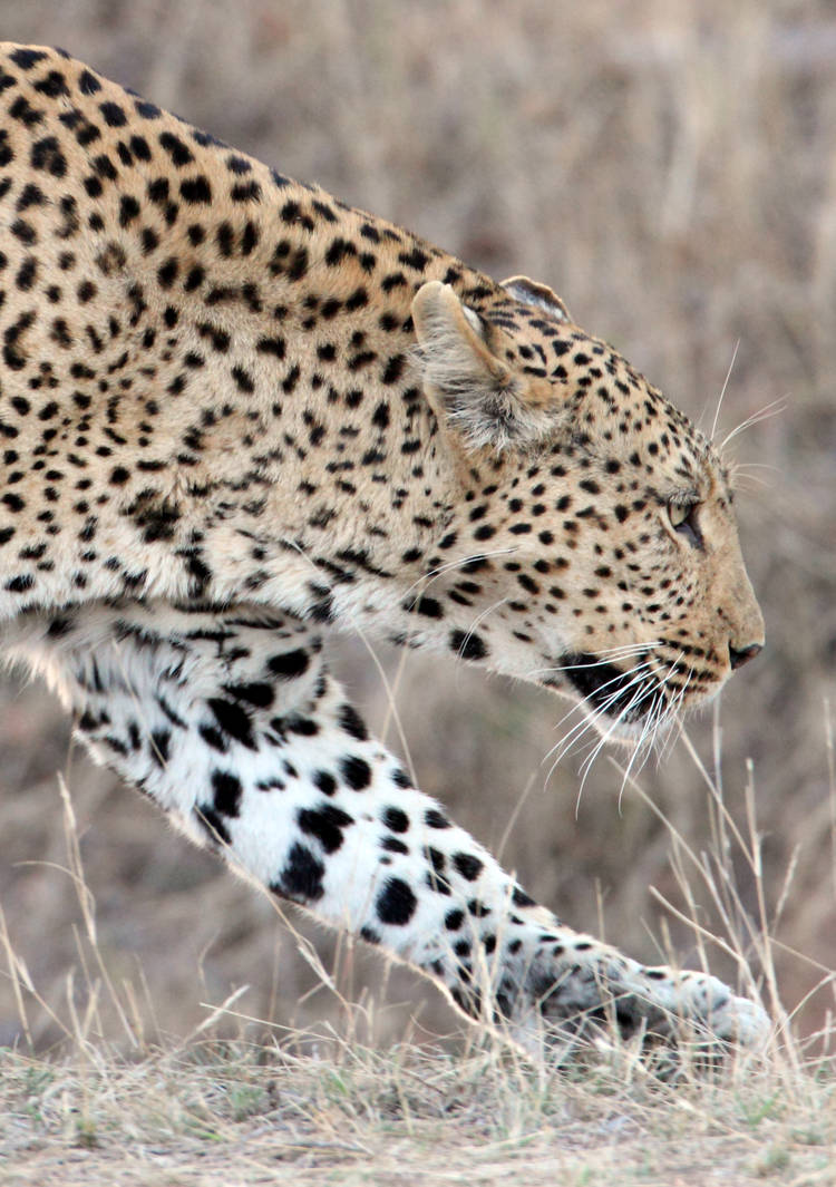 Leopard II by Matador1188 on DeviantArt