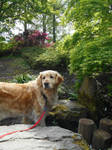 Bonnie in a Japanese Garden by Felizias