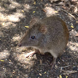 Potoroo by Felizias