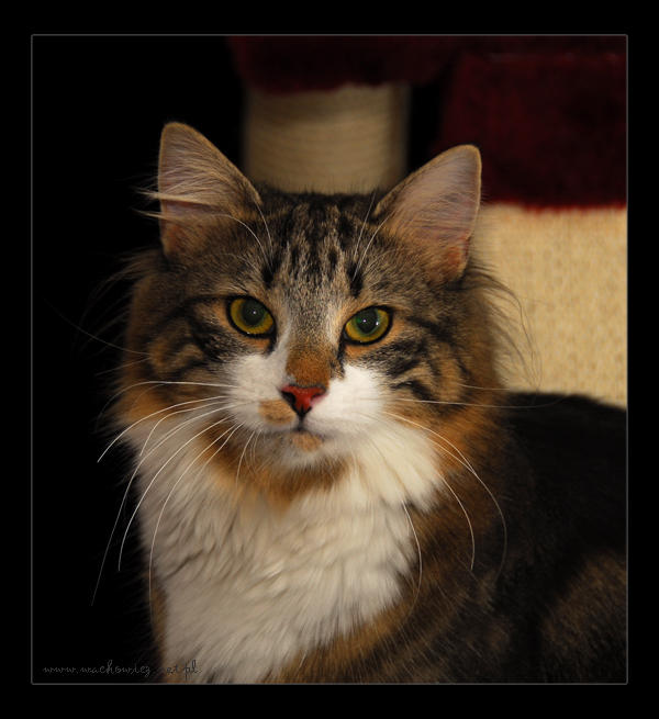 Norwegian Forest Cat by fiamen on DeviantArt