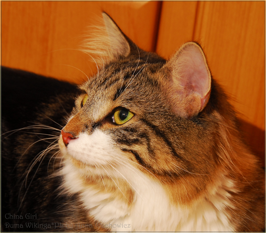 Norwegian Forest Cat11