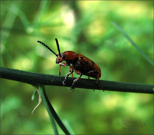 worm - a bug, that is by fiamen