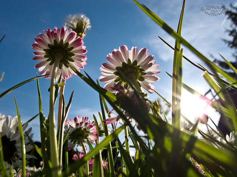 micro-cosmos