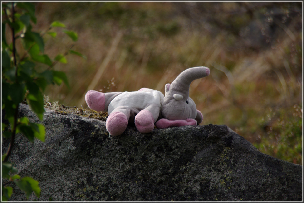 Sunbathing elephant