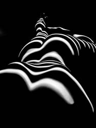 8903-SG Zebra Wpman Sensual Curves Bottoms Up by artonline