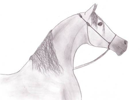 Arabian horse