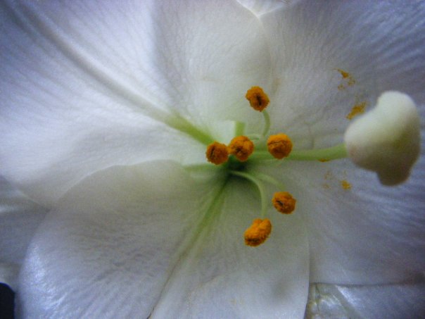 Easter Lily III