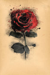 Rotten rose